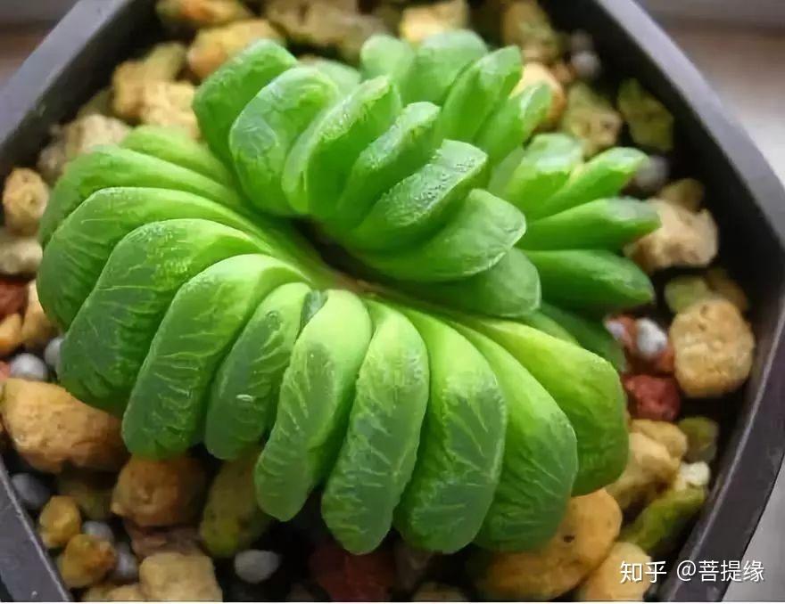 天价!天价!名贵植物排行,令人大开眼界-名贵植物图片