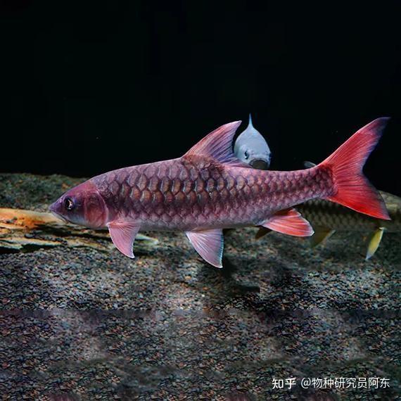 红黄蓝齐活了?吉罗鱼大盘点Cyprinidae(结鱼属) - 知乎