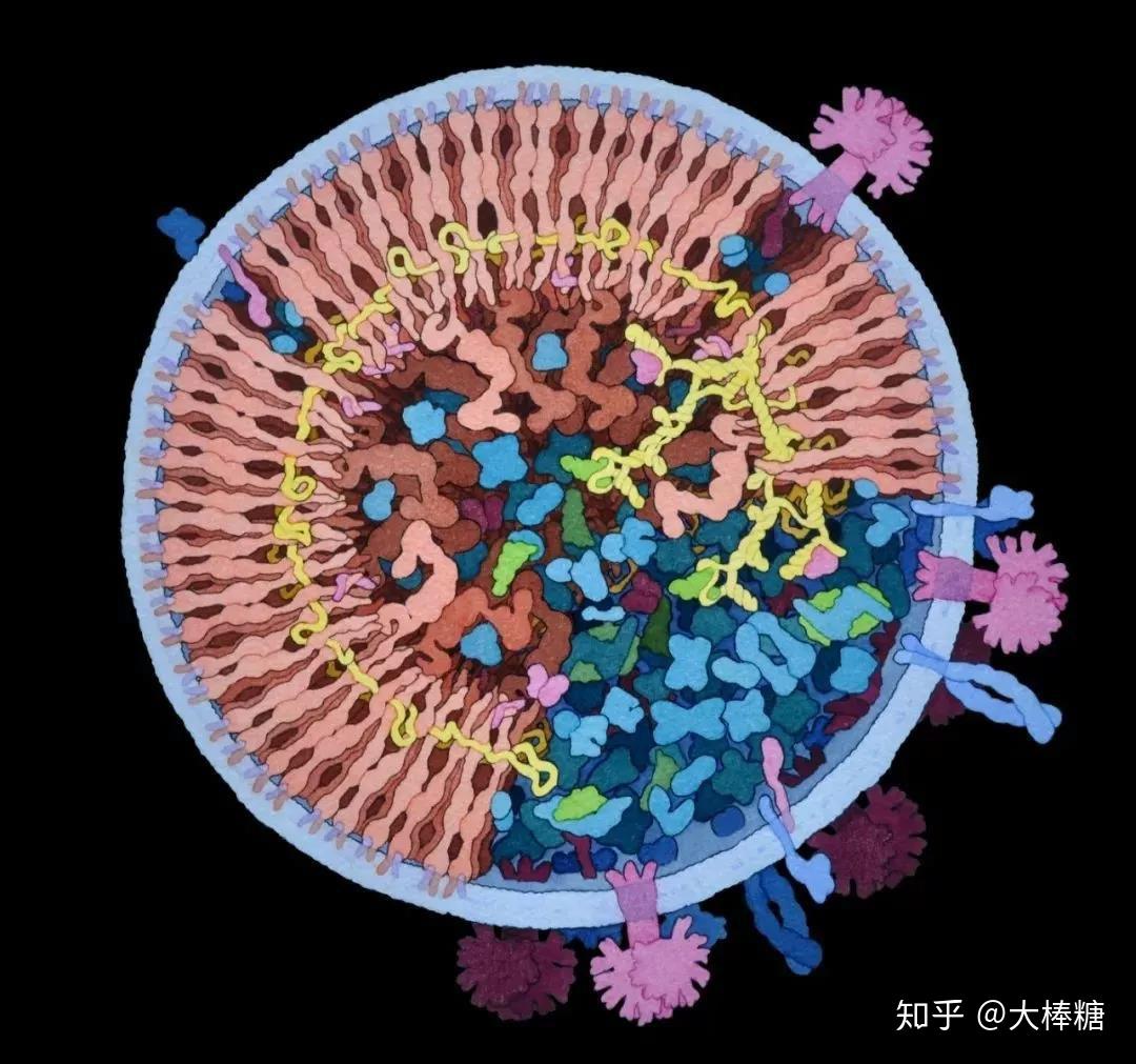 新冠病毒电镜图图片
