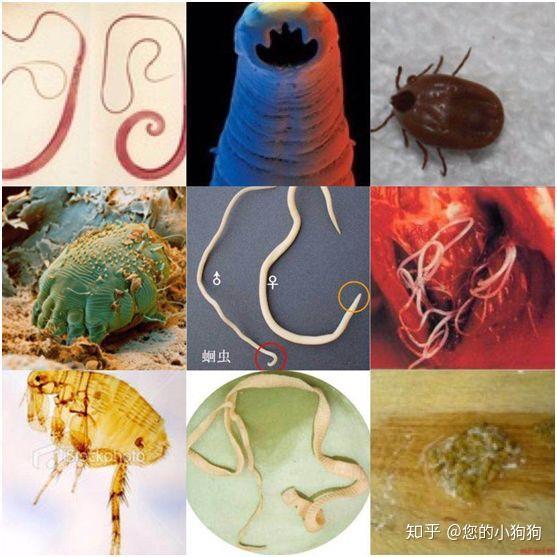 体内寄生虫:蛔虫,钩虫,绦虫,鞕虫,心丝虫,弓形虫,球虫等