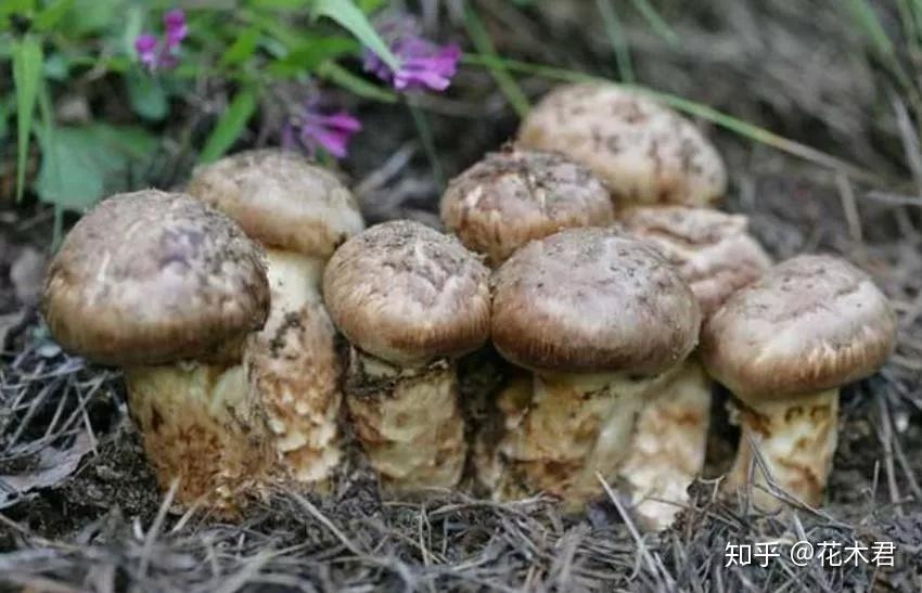 国家Ⅱ级重点保护珍稀濒危菌类植物：松口蘑（松茸） - 知乎