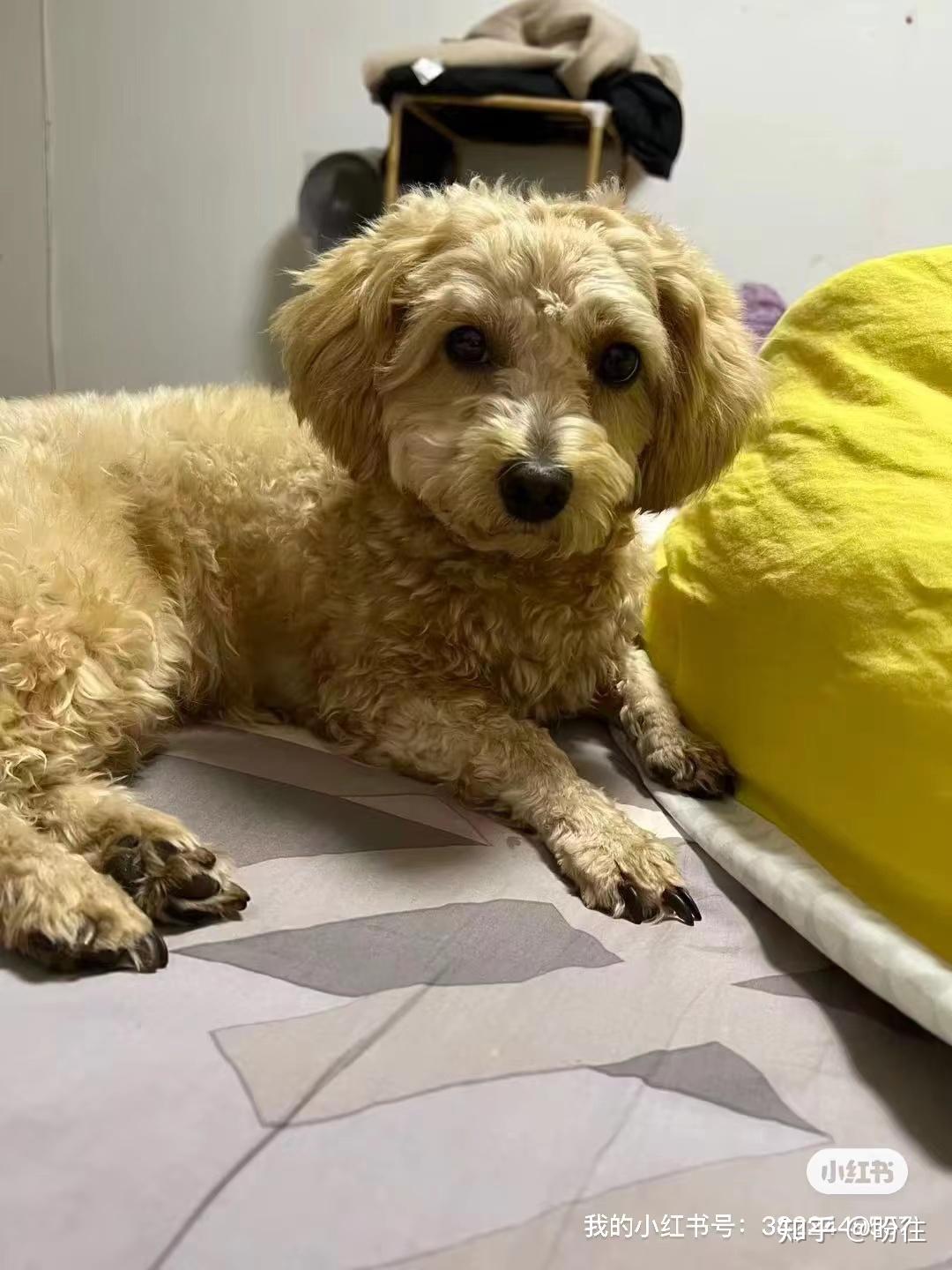 江苏省无锡市新吴区有偿寻狗1000寻淡卡其色泰迪串串犬