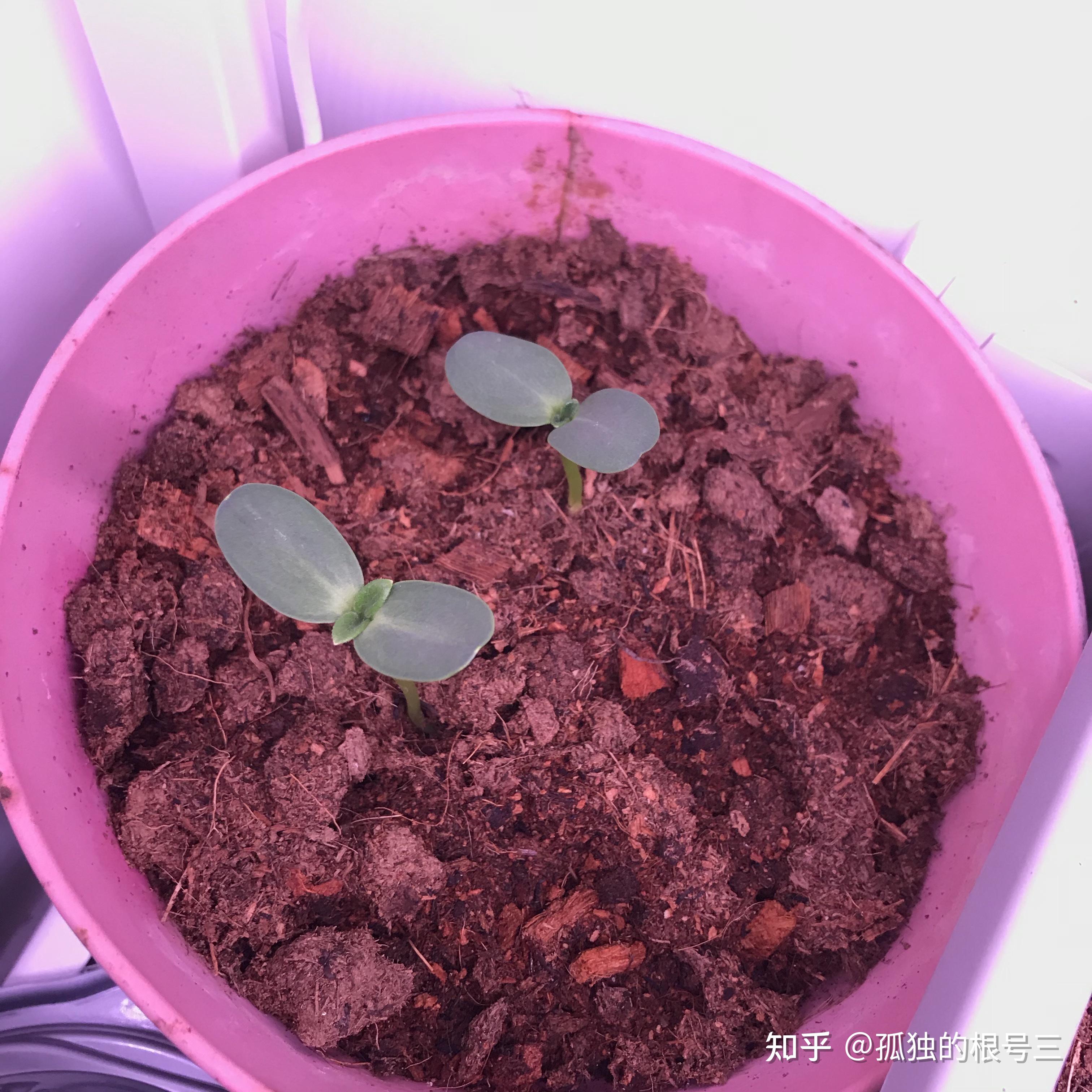 记录^矮向日葵^种植过程 - 知乎