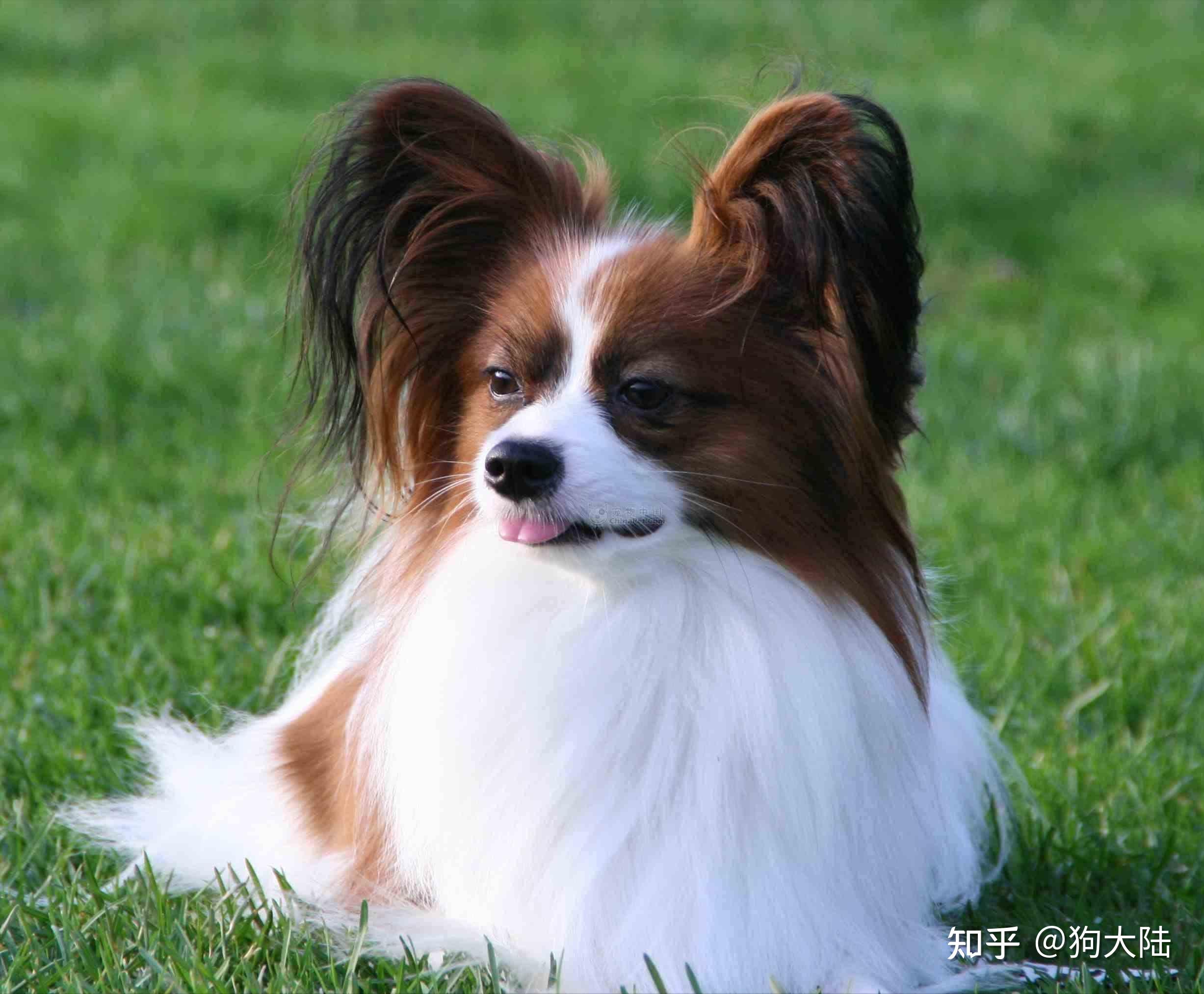 就让很多网友连连夸赞没什么体味的狗狗,养起来那叫一个舒心平时也能