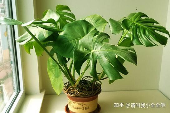 龟背竹的叶子怎么了?发黄焦边干枯的秘密 - 知乎