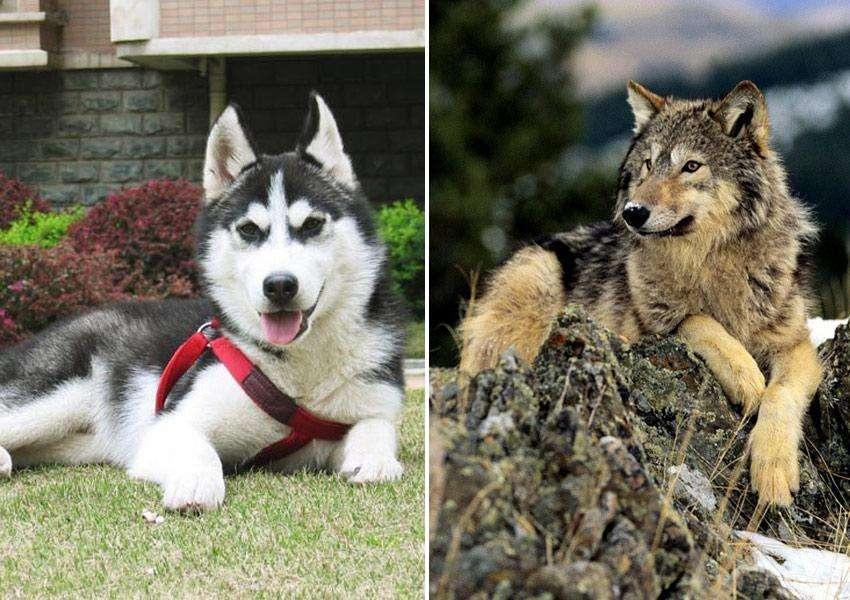 狼和哈士奇关在一起,狼会觉得哈士奇是同类吗?