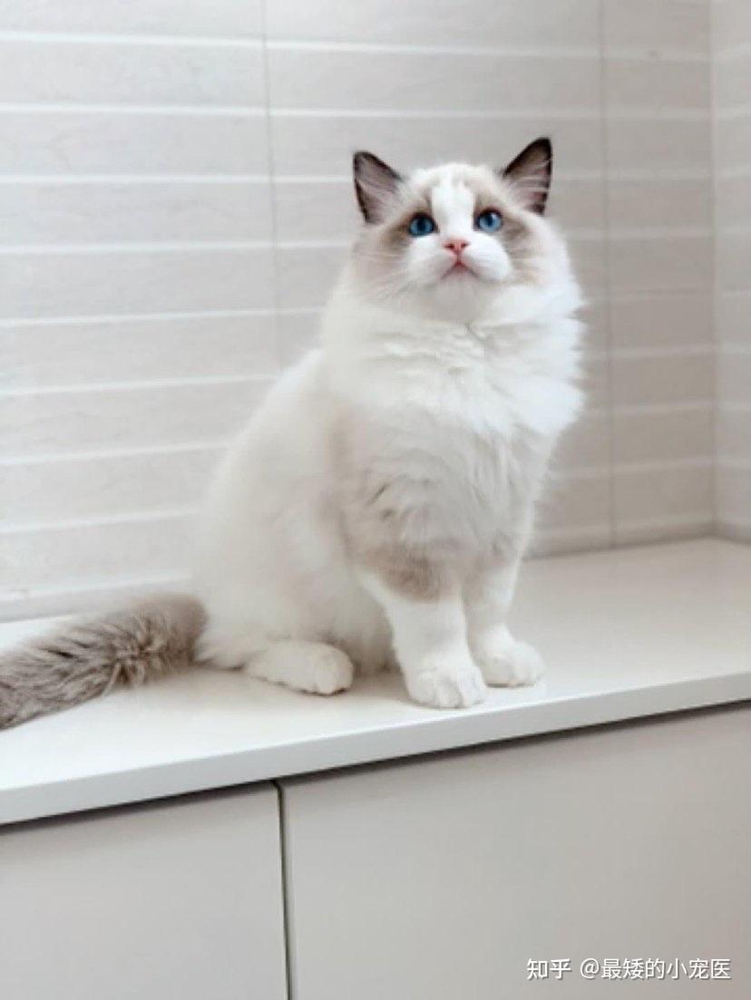 昨天聊了橘猫今天来聊一聊布偶