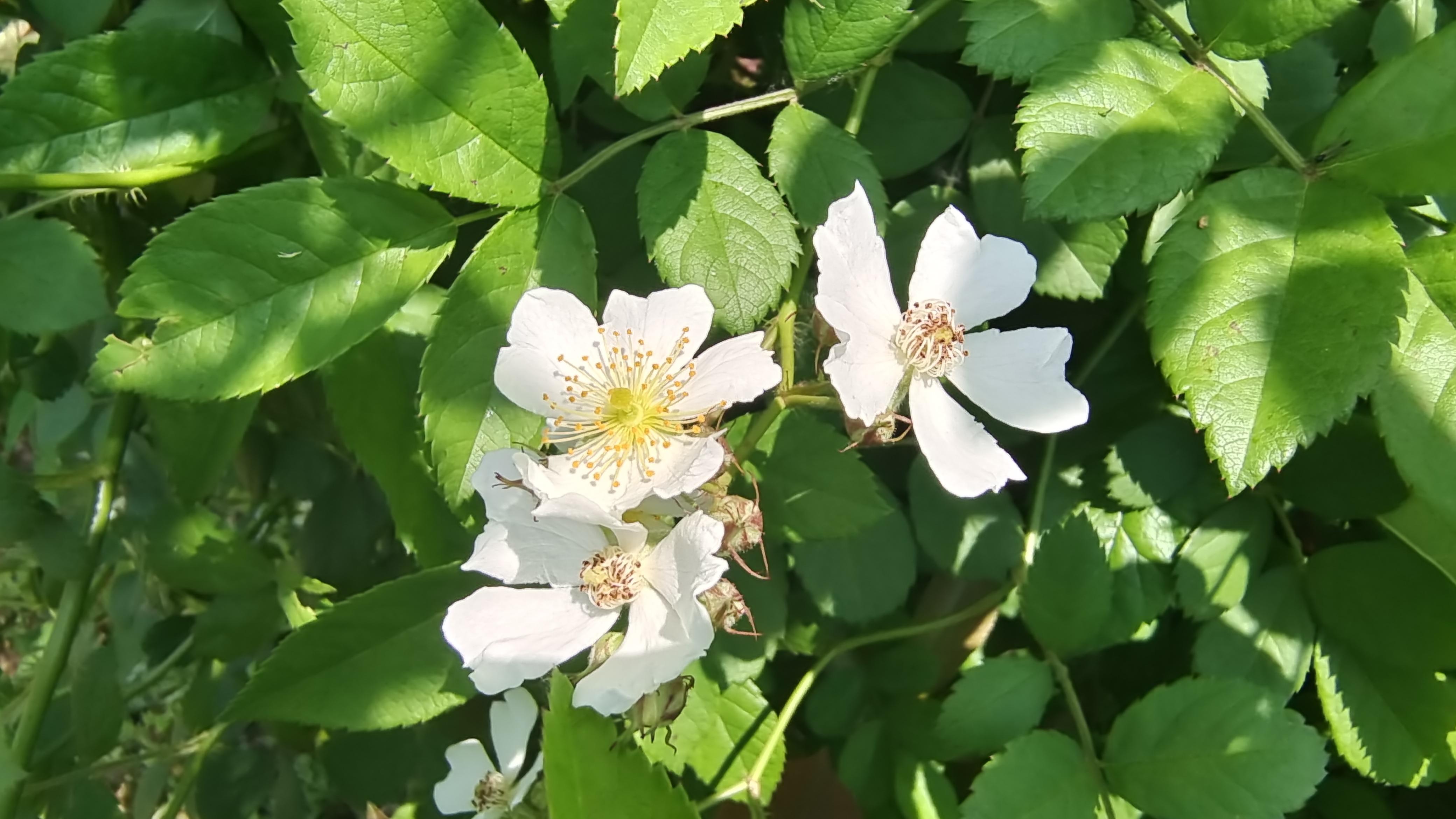 美丽吉安之赏花系列白色野蔷薇花开烂漫