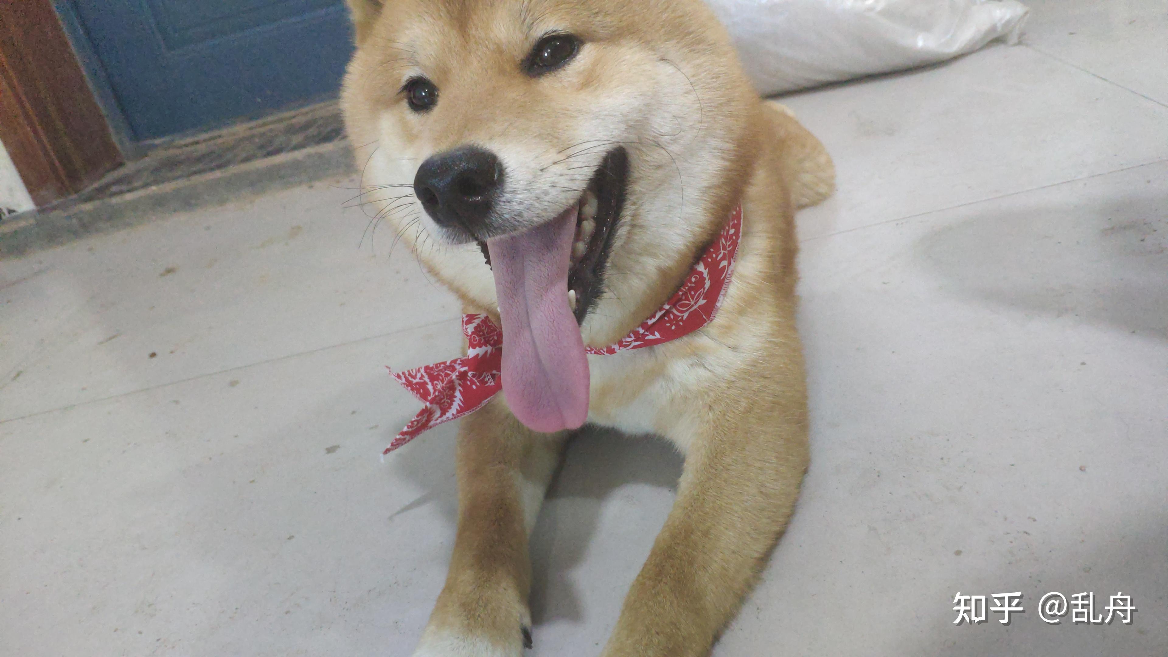 如何看柴犬幼犬纯不纯柴犬的标准是什么