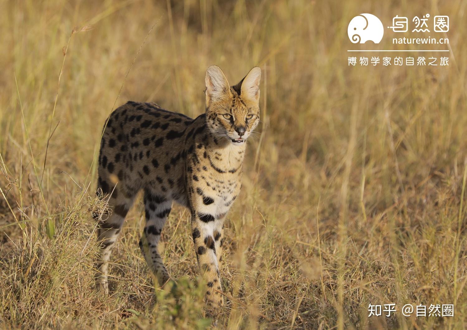 关于豹 不得不说的事 知乎