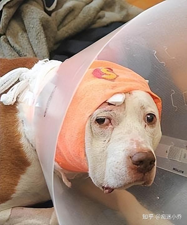 主人经常打狗头会有这几种后果看完你就不敢打了