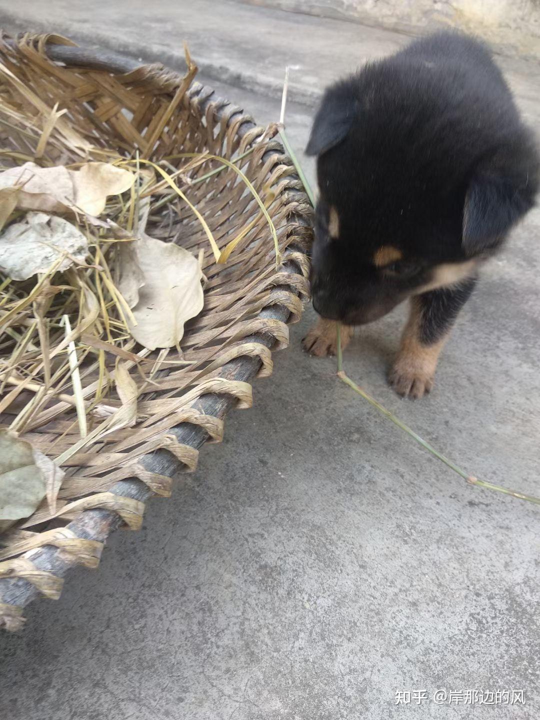 養中華田園犬四眼是種怎麼樣的體驗