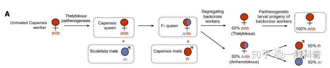处女情结有救了研究发现处女基因位于第11号染色体上