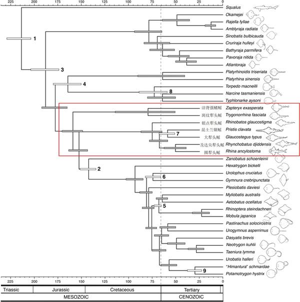动物分类志 软骨鱼纲 犁头鳐目 锯鳐种类 贝奈网