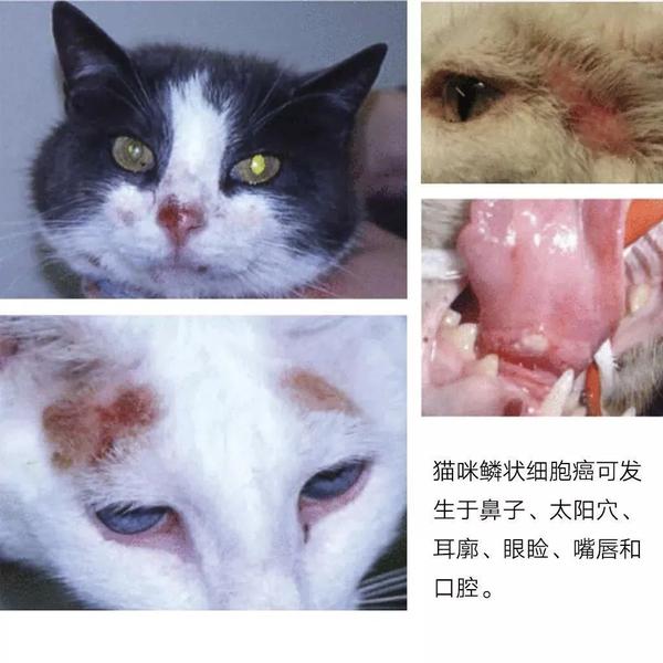 猫 求你快带我去医院吧 太疼了 知乎