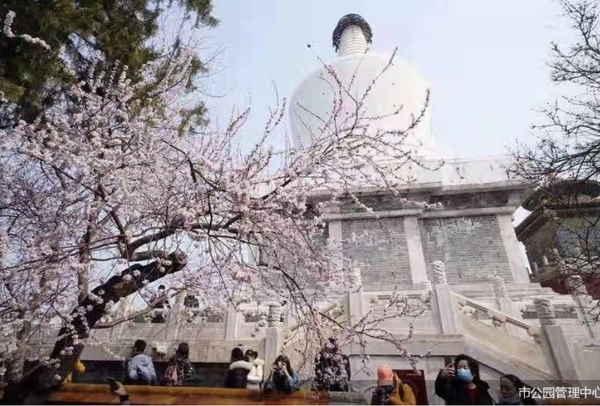 游讯 市属公园开启赏花季花期将持续至5月下旬 知乎