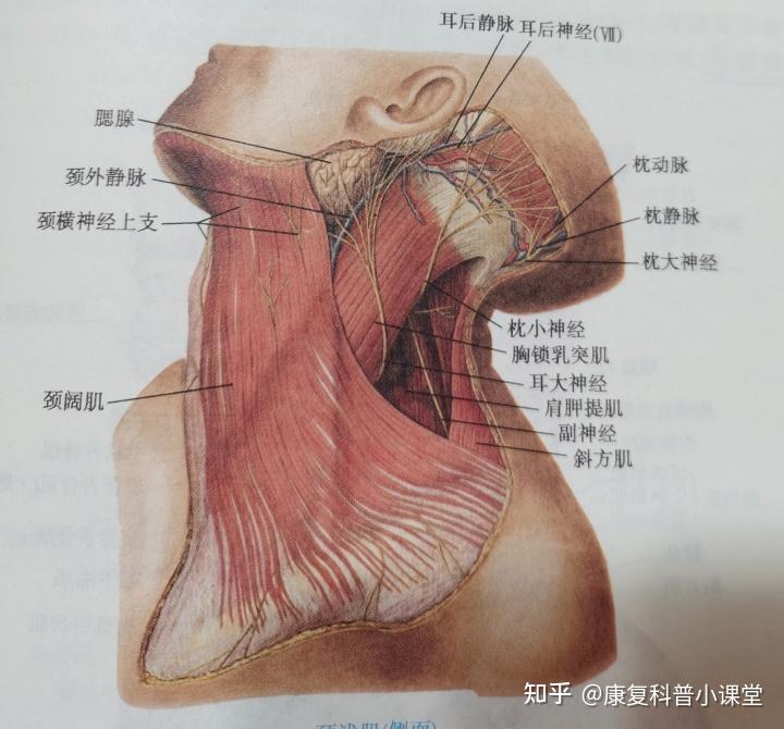 颈阔肌耳韧带图片