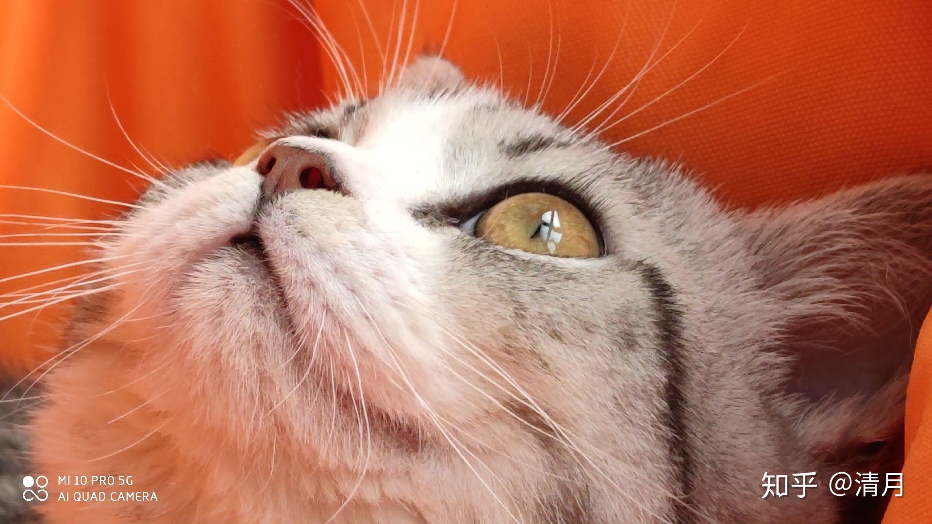 可以看一下你们的猫咪侧颜嘛? - 知乎