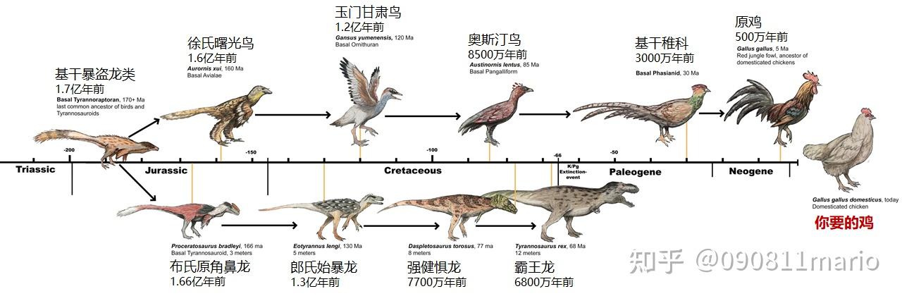 既然鸡是恐龙演化而来那为什么没有一个鸡和恐龙之间的过渡产品