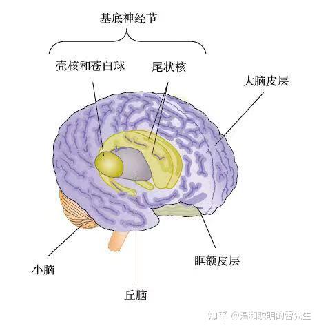 强迫症诊断及相关原理与治疗方式 - 知乎