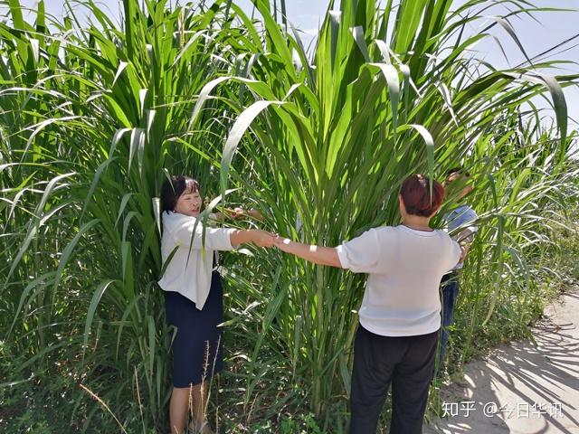 金牧粮草加快推动复工复产吸纳农民工就地就近就业