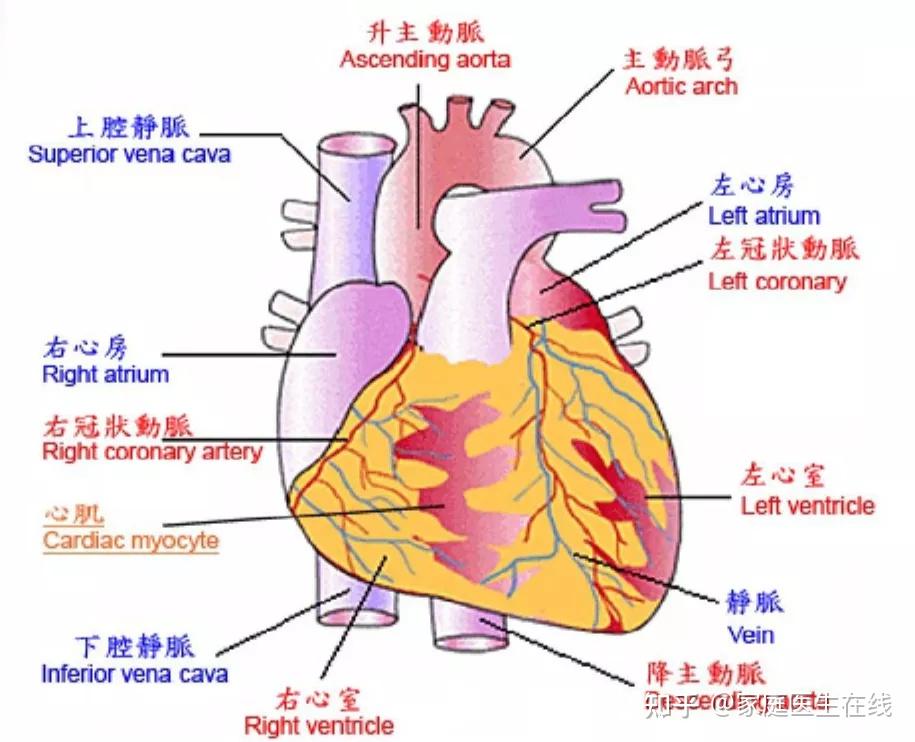 心脏壁结构图片