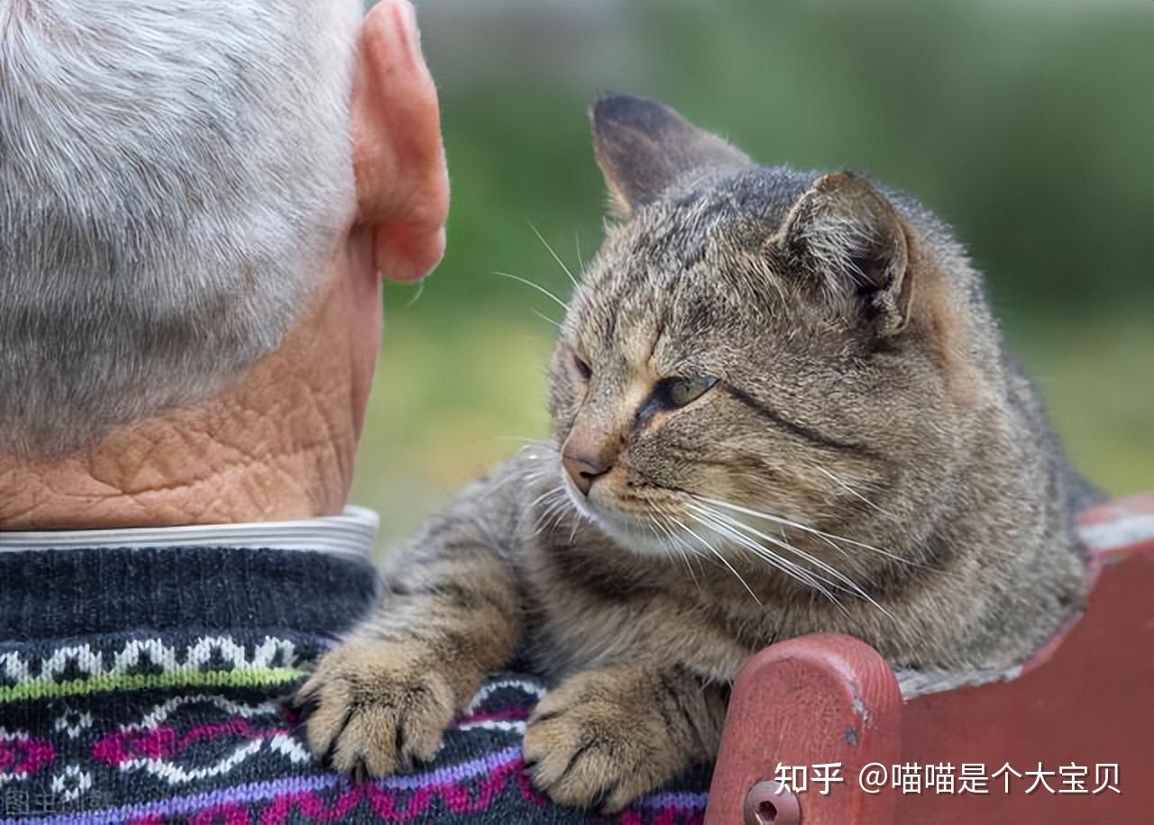 长期养猫的人和不养猫的人,寿命谁更长? - 知乎