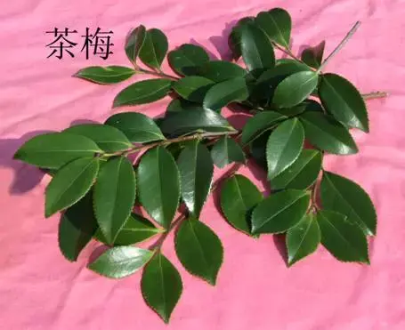 茶梅山茶和云南山茶的辨识区别