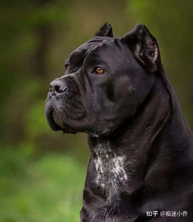 世界公认十大“猛犬”排行榜，见到记得要绕道走！ - 知乎