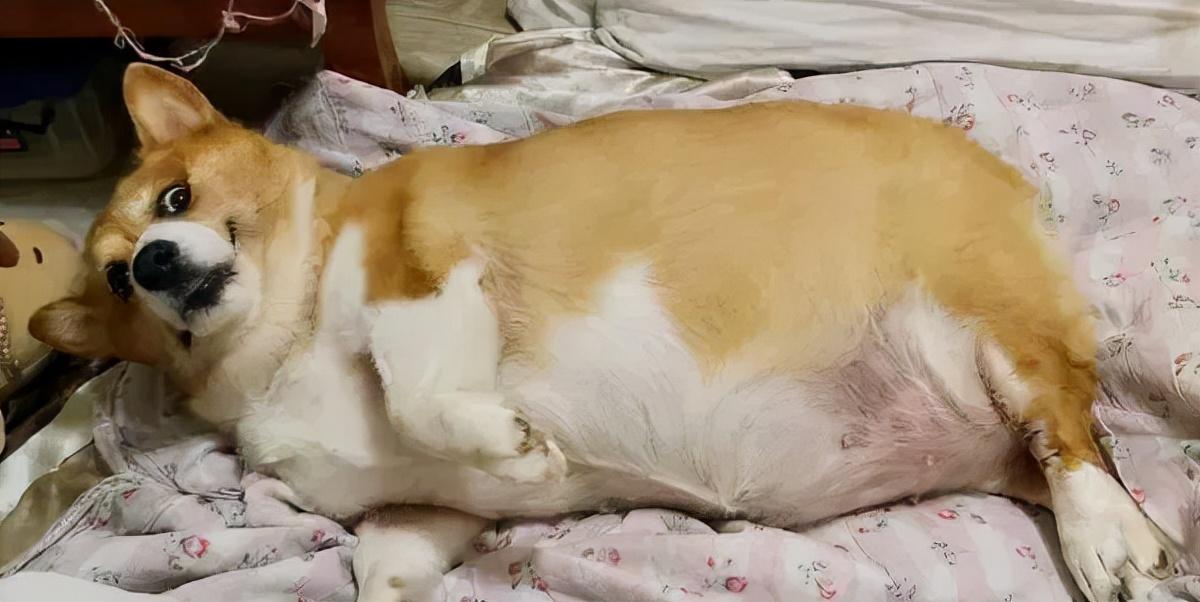 胖到被说像猪柯基犬每天运动瘦2公斤走路有风