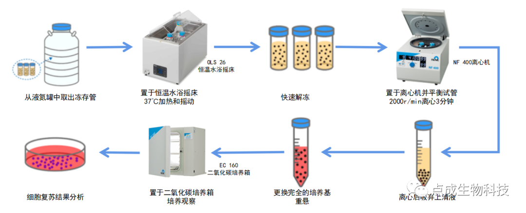 点成分享丨细胞培养三步骤——复苏、传代、冻存 - 知乎