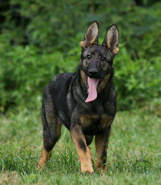 中国军犬 - 知乎