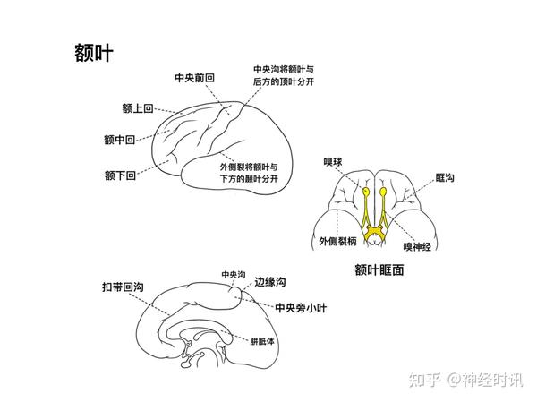 脑皮层的分叶、额叶及顶叶的结构、功能及受损表现【全了】 - 知乎