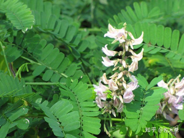 每天一个保命小技巧--鸡母珠 - 知乎