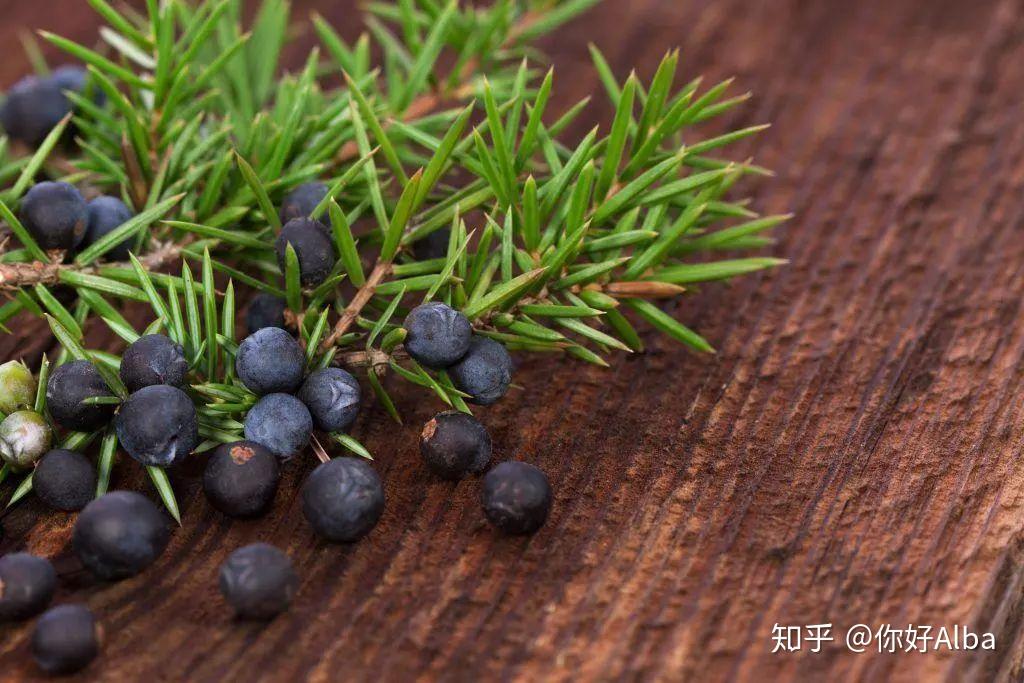 为什么英国人如此偏爱Gin (杜松子酒)？ - 知乎