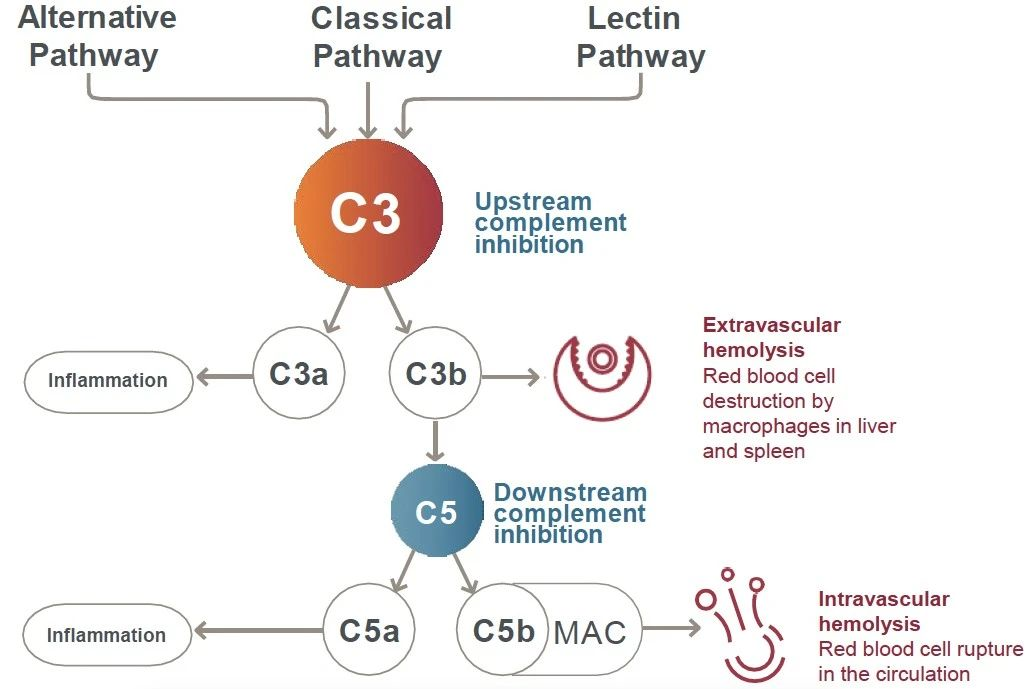 即将终结亚力兄c5单抗独霸时代补体c3抑制剂上市申请获优先审查