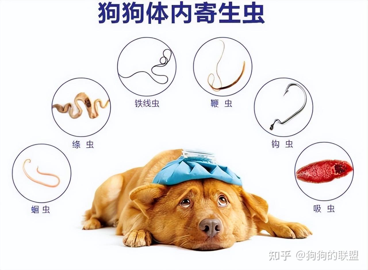 宠物狗常见“寄生虫疾病”,离不开这些
