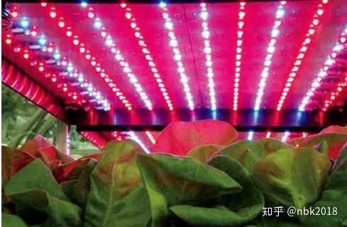 Led植物照明产业的发展现状与趋势 知乎