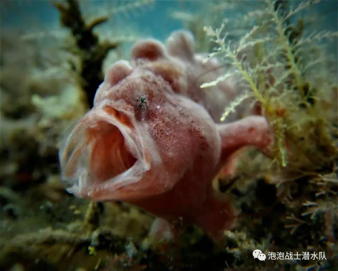 明眼人一眼看去到处都是坑,只是基于种种顾虑选择当哑巴,当作没看到