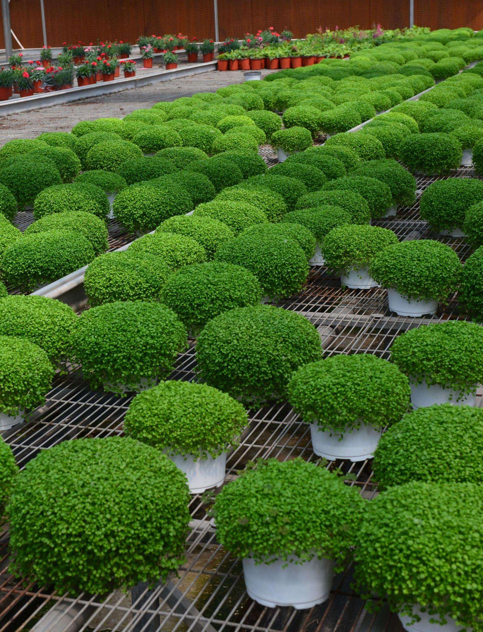 科西嘉薄荷.优点:小巧可爱,气味芬芳,生长迅速,无虫无病,耐阴耐寒.