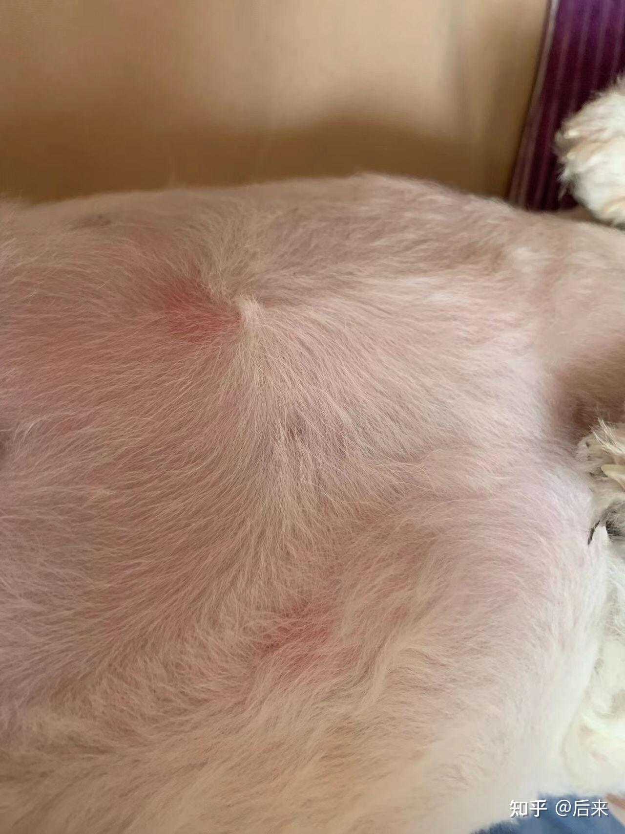 比熊真菌感染,小孢子菌 - 知乎