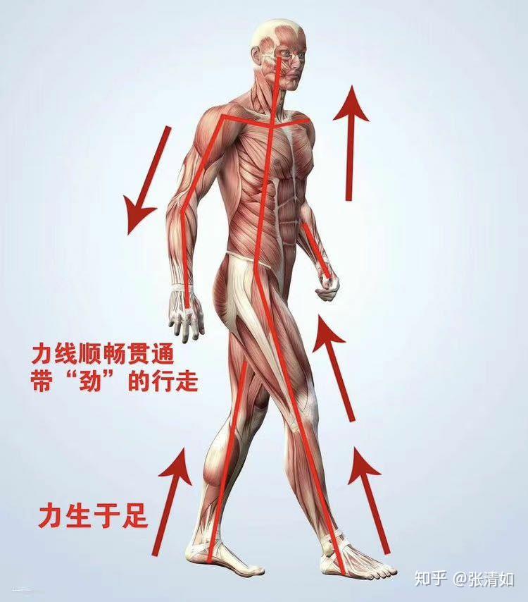 头往上拔 力往上走你懂了吗?