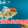 金鱼体表 充血 的治疗方法 知乎 金鱼体表 充血 的治疗方法 知乎