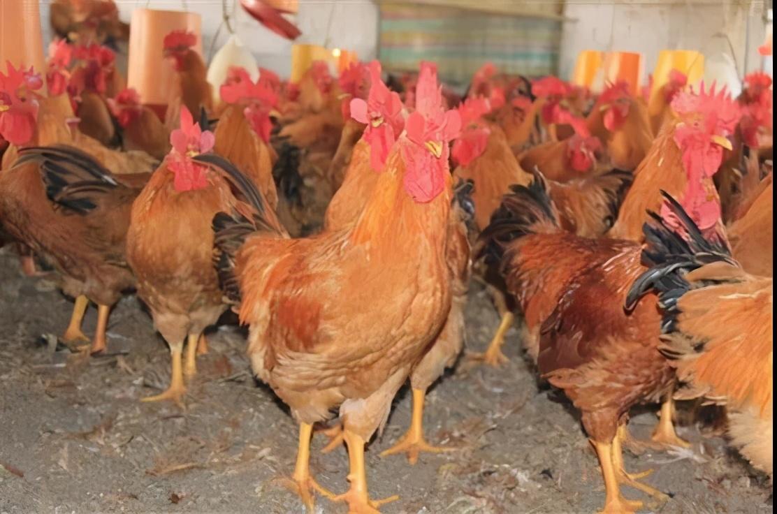 黄羽肉鸡羽毛黯淡无光卖不上好价钱如何提高着色度