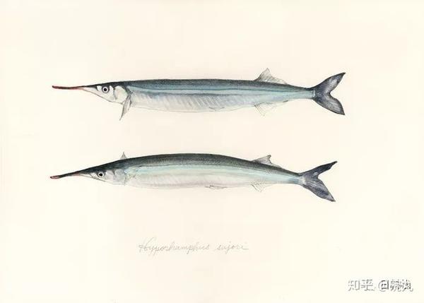 水针鱼 记一位腹黑而貌美的体操运动员 知乎