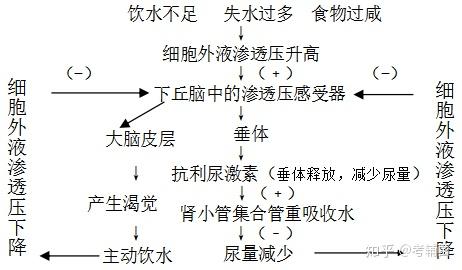 12,水鹽平衡調節比較長短暫作用時間較廣泛準確,比較侷限作用範圍較