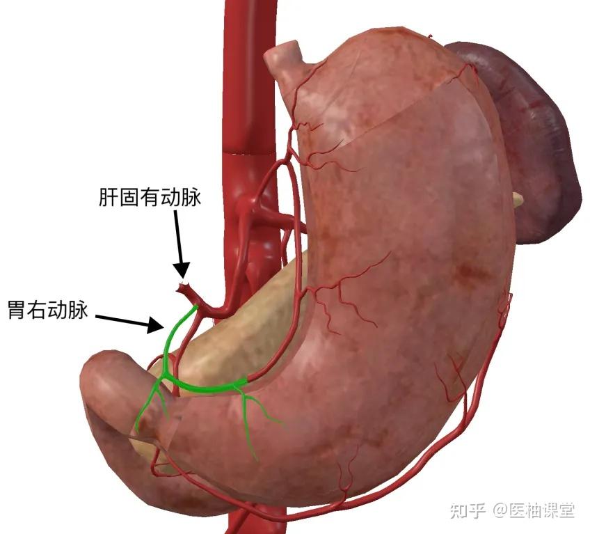 胃的血管解剖知识（图文） - 知乎