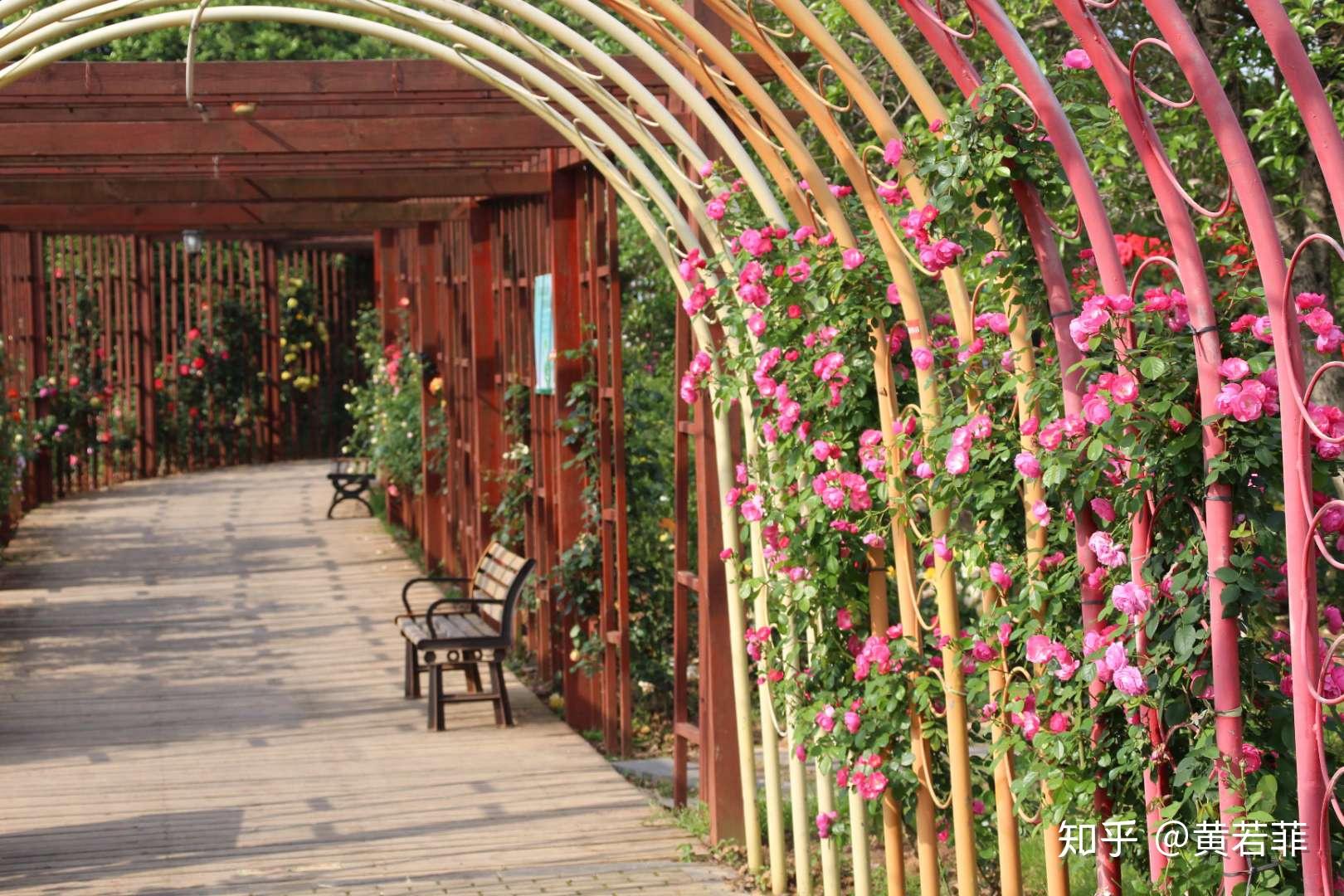 2020年南昌滨江月季园游玩攻略