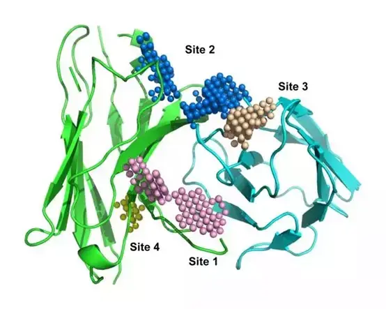 med.uniroma1.it/abprediction/web/)對抗體進行同源模建.