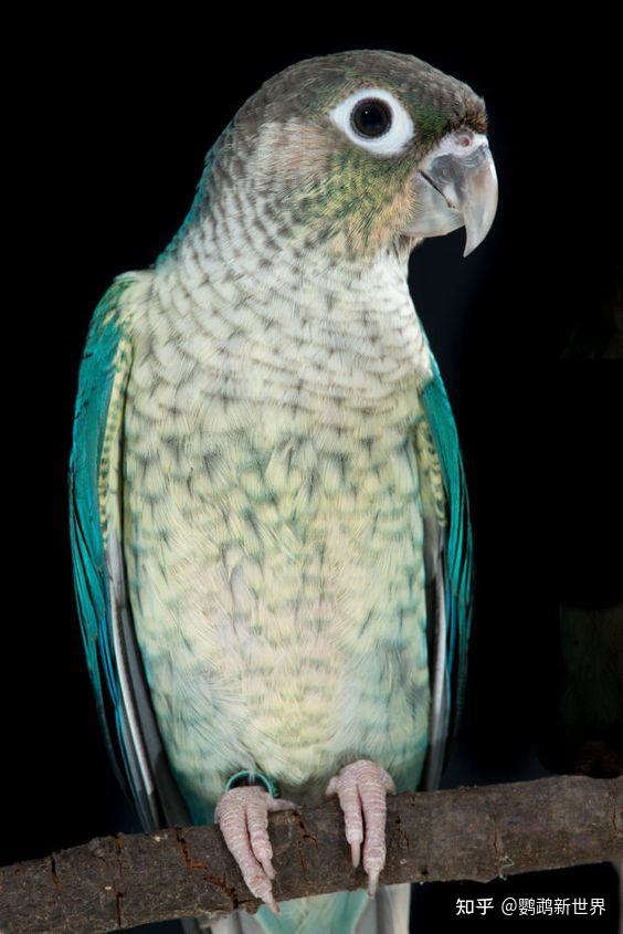 绿颊锥尾小太阳鹦鹉图片